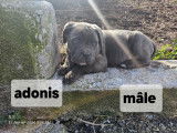 Chiot Cane Corso à vendre