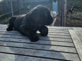 Chiot Cane Corso à vendre