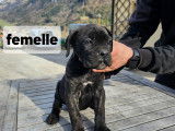 Chiot Cane Corso à vendre