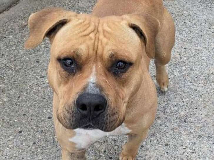 À adopter, chien fauve