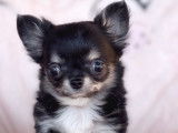 Chiots Chihuahua à vendre