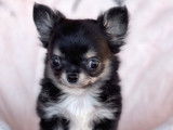 Chiots Chihuahua à vendre
