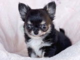Chiots Chihuahua à vendre