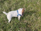 Mâle Jack Russell disponible