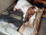 Mâle Jack Russell disponible