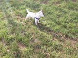 Mâle Jack Russell disponible