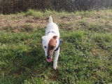 Mâle Jack Russell disponible