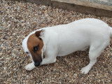 Mâle Jack Russell disponible