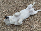 Mâle Jack Russell disponible