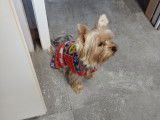 Mâle Yorkshire Terrier disponible pour saillie