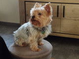 Mâle Yorkshire Terrier disponible pour saillie
