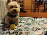 Mâle Yorkshire Terrier disponible pour saillie