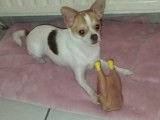 Mâle Chihuahua disponible pour saillie