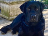 Mâle Labrador Retriever disponible pour saillie