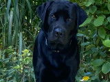 Mâle Labrador Retriever disponible pour saillie