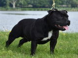 Mâle Staffordshire Bull Terrier disponible pour saillie
