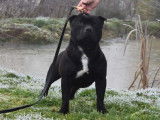 Mâle Staffordshire Bull Terrier disponible pour saillie