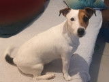 Cherche mâle Jack Russel pour saillie