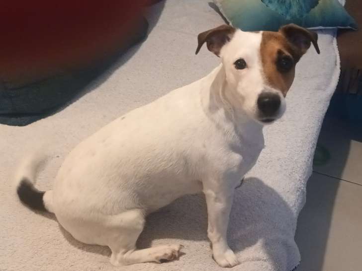 Cherche mâle Jack Russel pour saillie