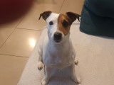 Cherche mâle Jack Russel pour saillie