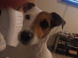 Cherche mâle Jack Russel pour saillie