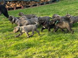 5 chiots Cane Corso LOF &agrave; r&eacute;server