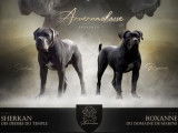 5 chiots Cane Corso LOF &agrave; r&eacute;server