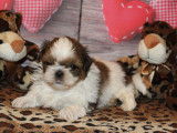 À réserver : 4 chiots Shih Tzu LOF mâles