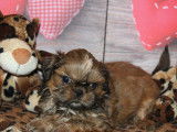 À réserver : 4 chiots Shih Tzu LOF mâles