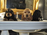 Des chiots Cockers Spaniel Anglais &agrave; r&eacute;server (LOF)