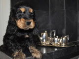 Des chiots Cockers Spaniel Anglais &agrave; r&eacute;server (LOF)