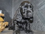 Des chiots Cockers Spaniel Anglais &agrave; r&eacute;server (LOF)
