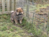 Un chiot femelle Eurasier LOF à la vente
