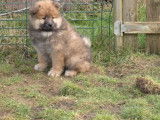 Un chiot femelle Eurasier LOF à la vente