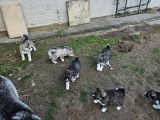 5 chiots Huskies Sibériens agoutis LOF à réserver