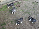 5 chiots Huskies Sibériens agoutis LOF à réserver