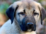 3 chiots Bergers Kangal mâles LOF à réserver