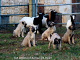 3 chiots Bergers Kangal mâles LOF à réserver