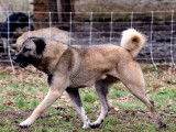 3 chiots Bergers Kangal mâles LOF à réserver