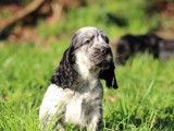 Chiot mâle Cocker Anglais LOF à réserver