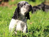 Chiot mâle Cocker Anglais LOF à réserver