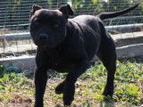 Chiot mâle noir Staffie LOF à vendre