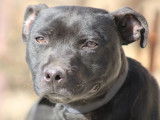 Chiot mâle noir Staffie LOF à vendre