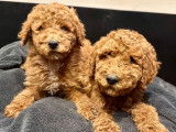 À vendre : 2 chiots mâles Caniches LOF de décembre 2023