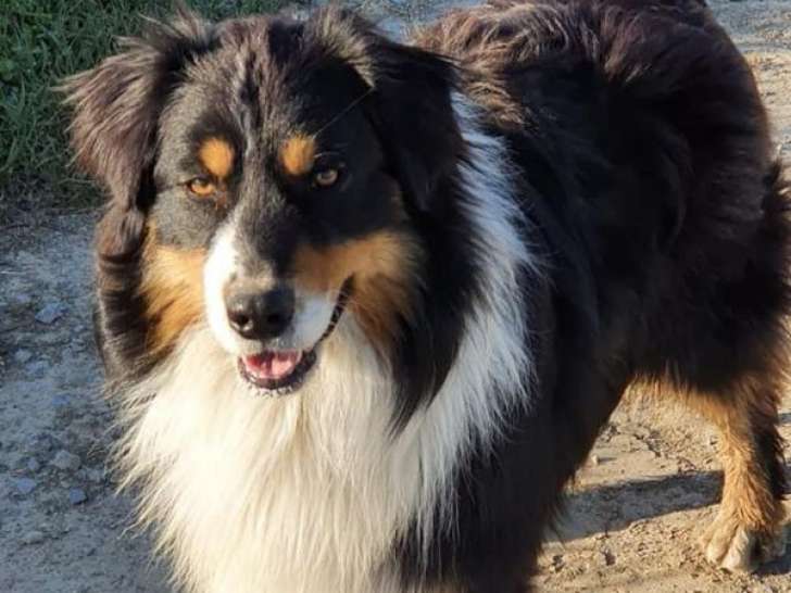 À vendre : chien Berger Australien LOF tricolore, de novembre 2018