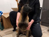 À vendre : un chiot femelle Berger Belge Malinois LOF, d’octobre 2023