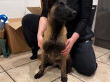 À vendre : un chiot femelle Berger Belge Malinois LOF, d’octobre 2023