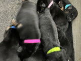 À réserver : 10 chiots Bergers Allemands LOF, de février 2024