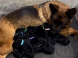 À réserver : 10 chiots Bergers Allemands LOF, de février 2024