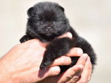 4 chiots Spitz Nains LOF noirs, de janvier 2024, à réserver